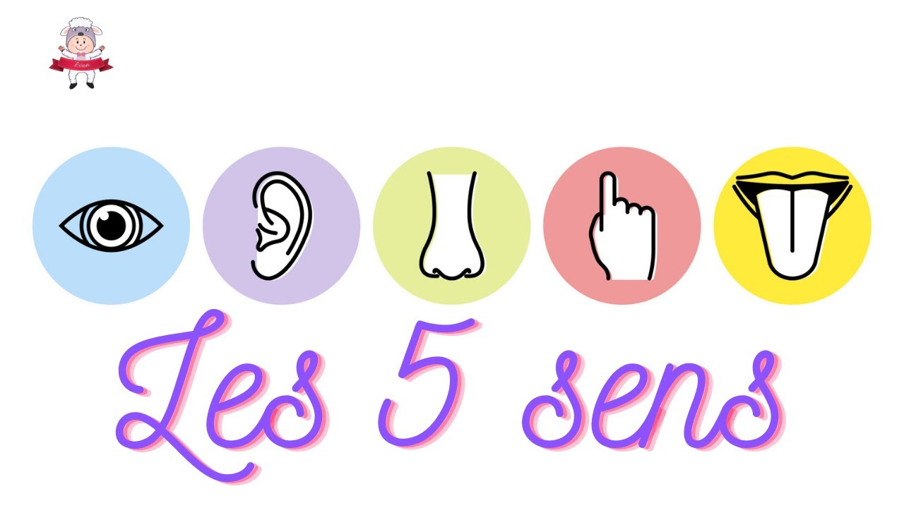 Les 5 sens