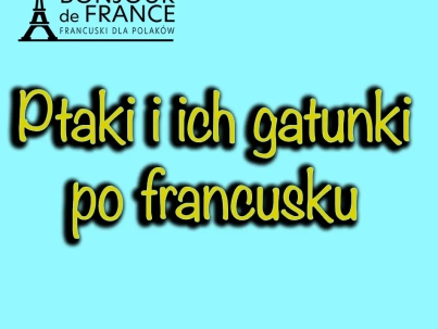 Ptaki i gatunki ptaków po francusku