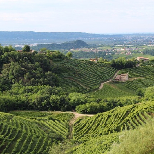 Zwiedzanie winnic w regionie Bordeaux: degustacje i piękne krajobrazy