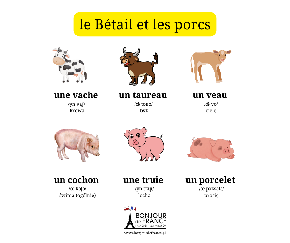 Bydło – le bétail et Trzoda chlewna – les porcs /le pɔʁ/