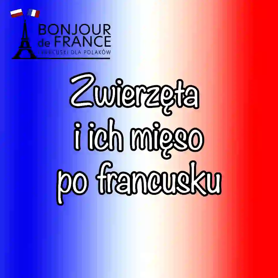 Zwierzęta i ich mięso po francusku – jak nie pomylić bœuf z veau w 2025?